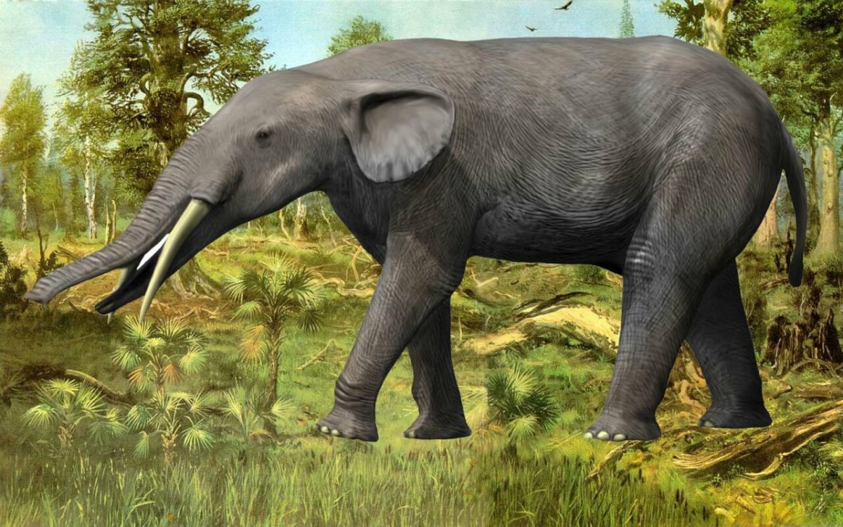 Хоботные гомфотерии