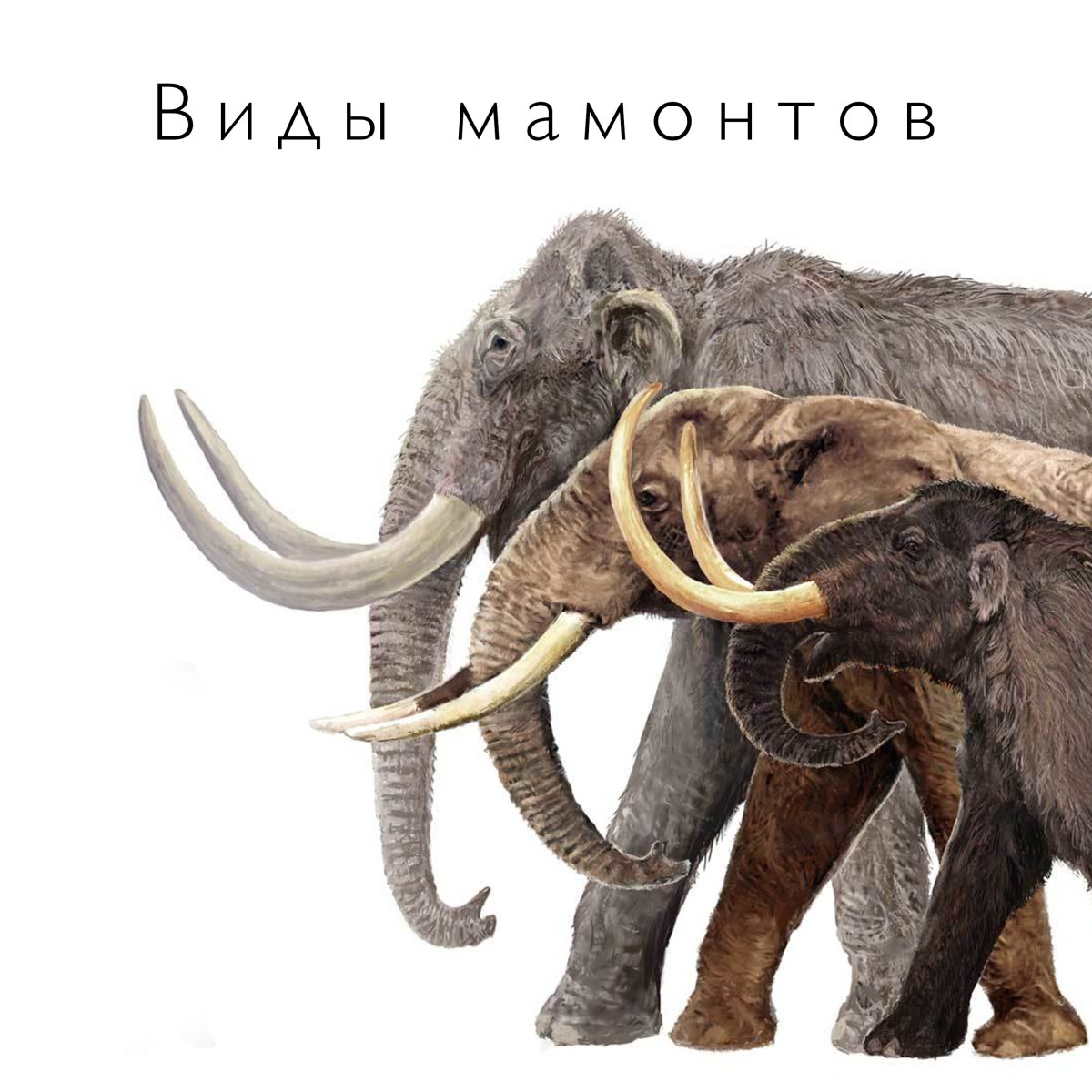 Картинка мамонта Mammuthus meridionalis