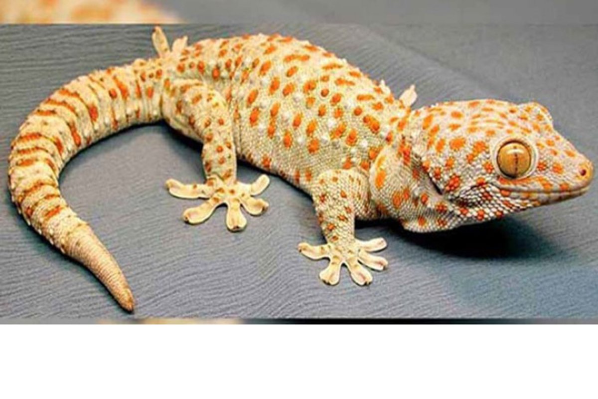 Пресмыкающиеся Гекконы