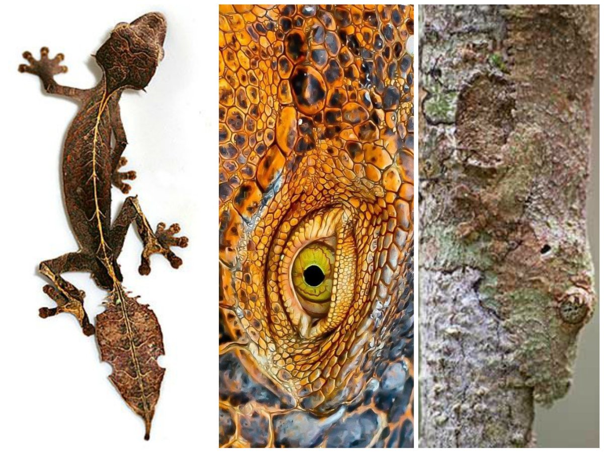 Геккон стенной Африканский