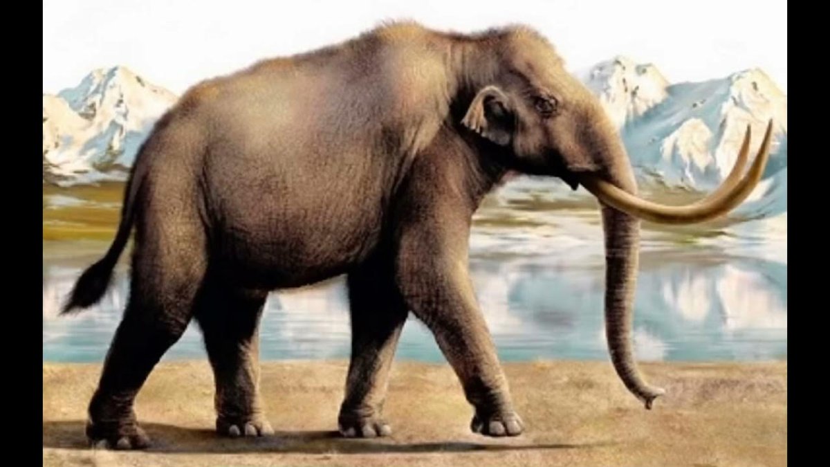 Степной трогонтериевый мамонт