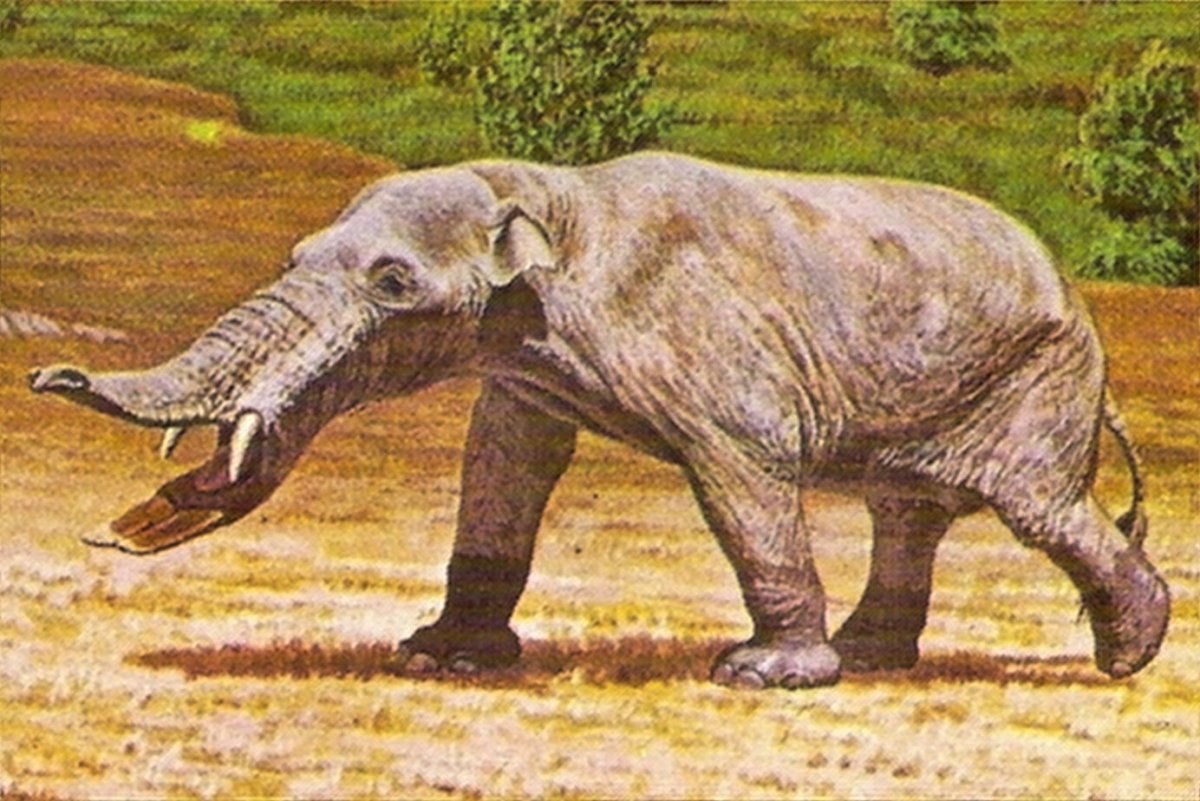 Слон и платибелодон