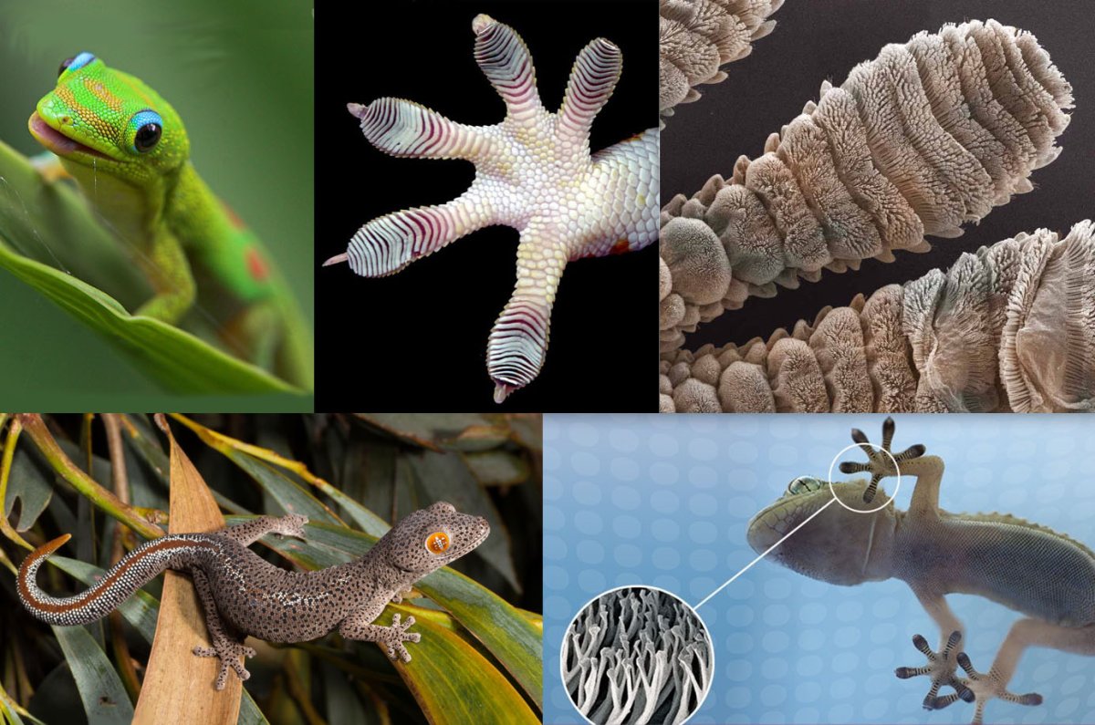 Личинка геккона