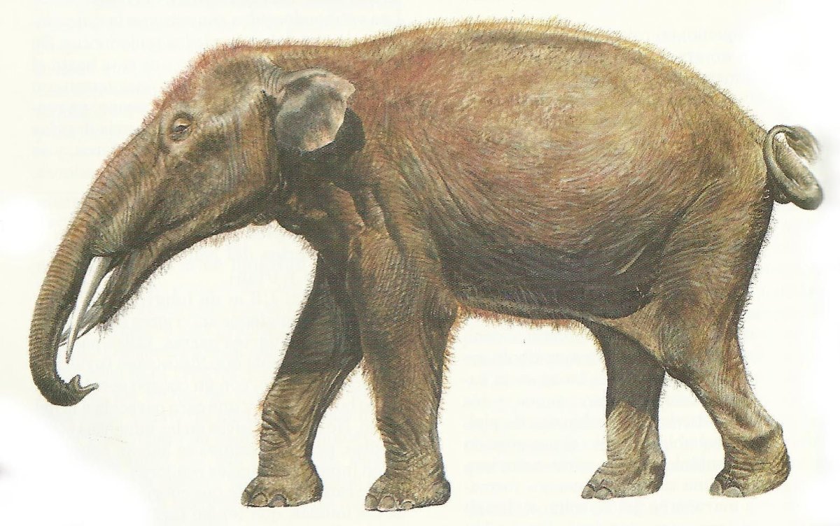 Слон гомфотерий