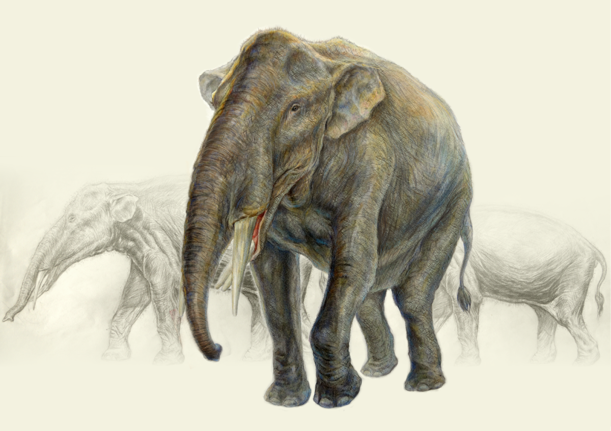 Мастодонт гомфотерий