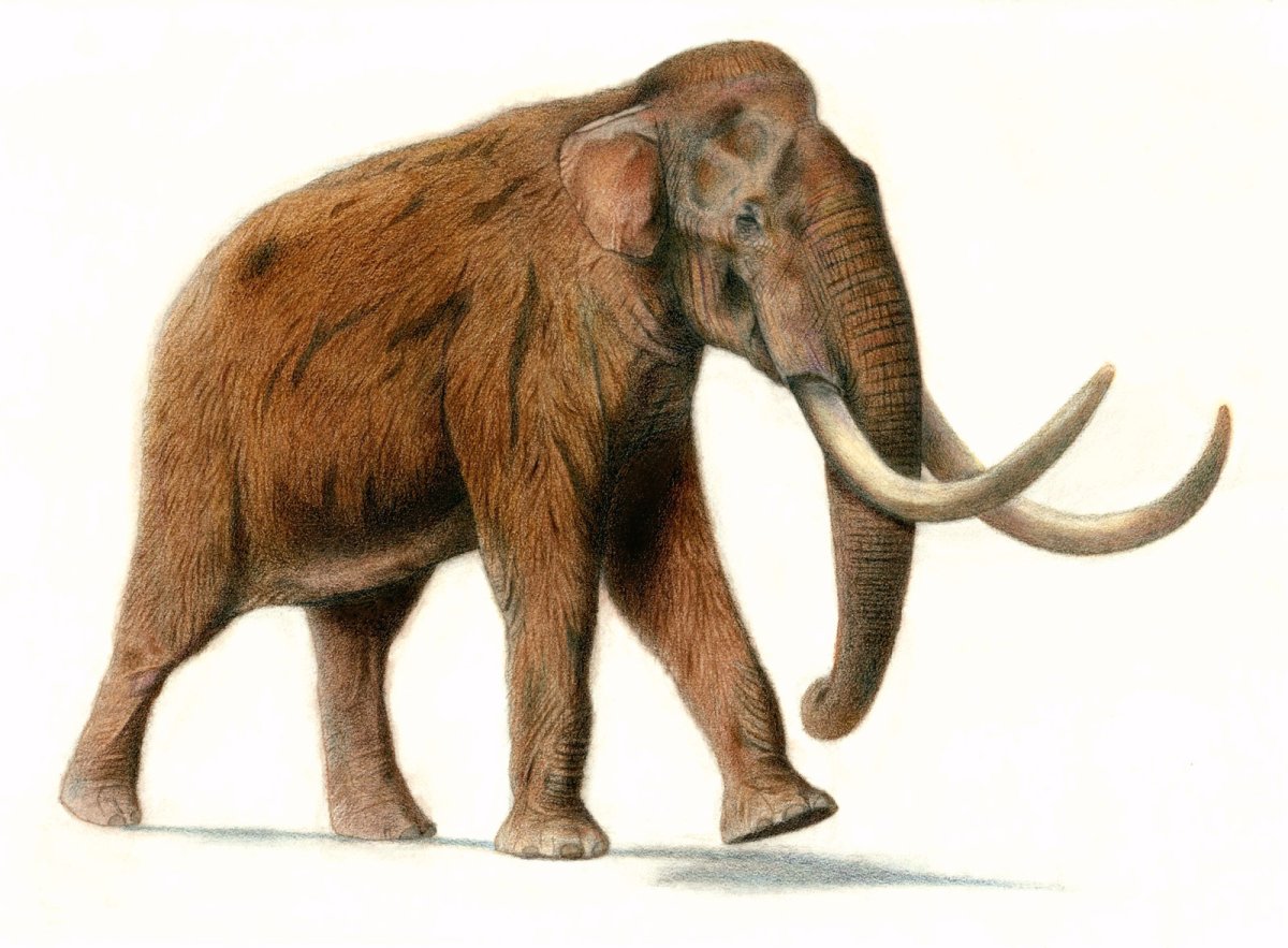 Mammuthus sungari