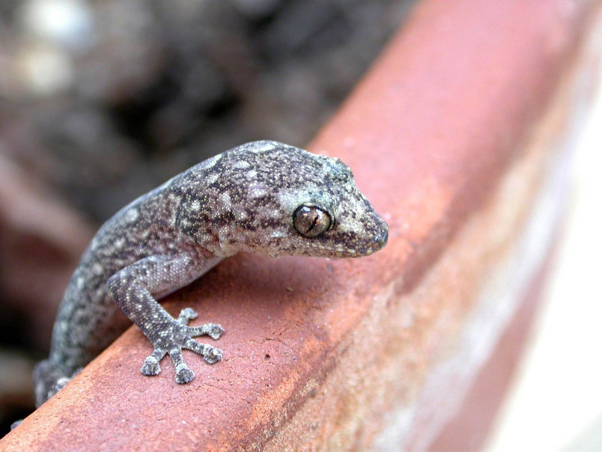 Пресмыкающиеся Гекконы