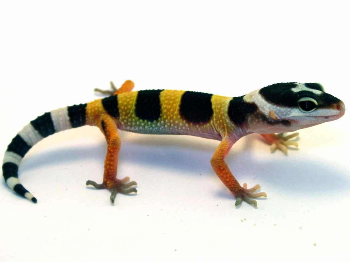 Ящерица эублефар полосатый