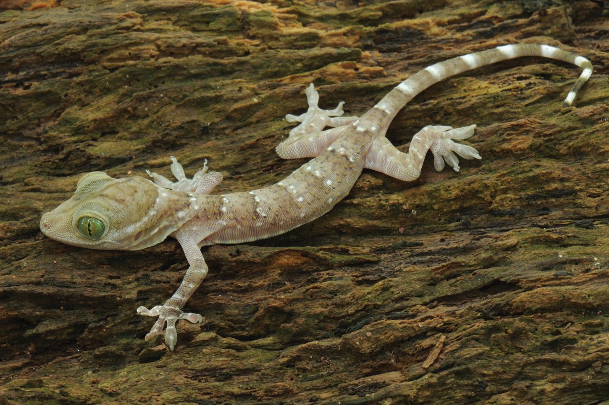 Геккон Гекко