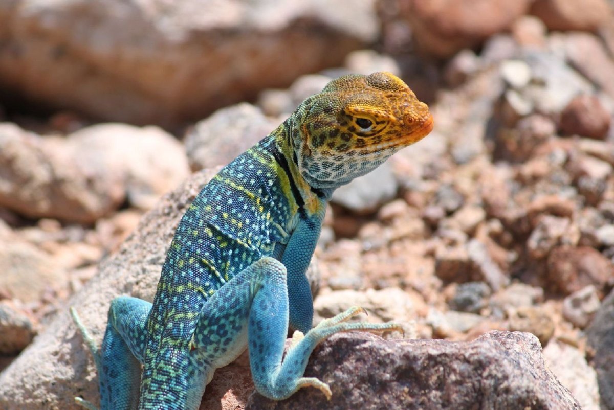 Крымский голопалый геккон