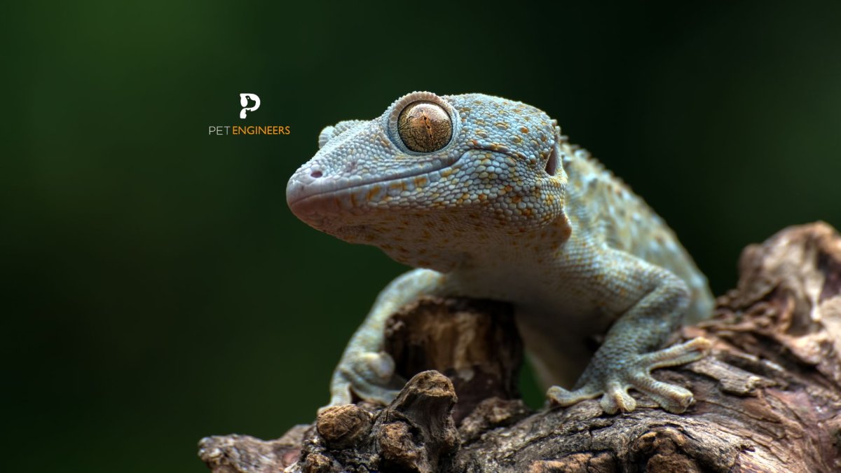 Разновидность геккона