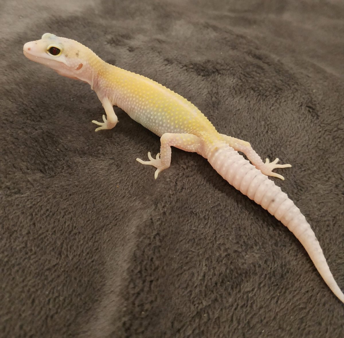 Геккон пятнистый эублефар