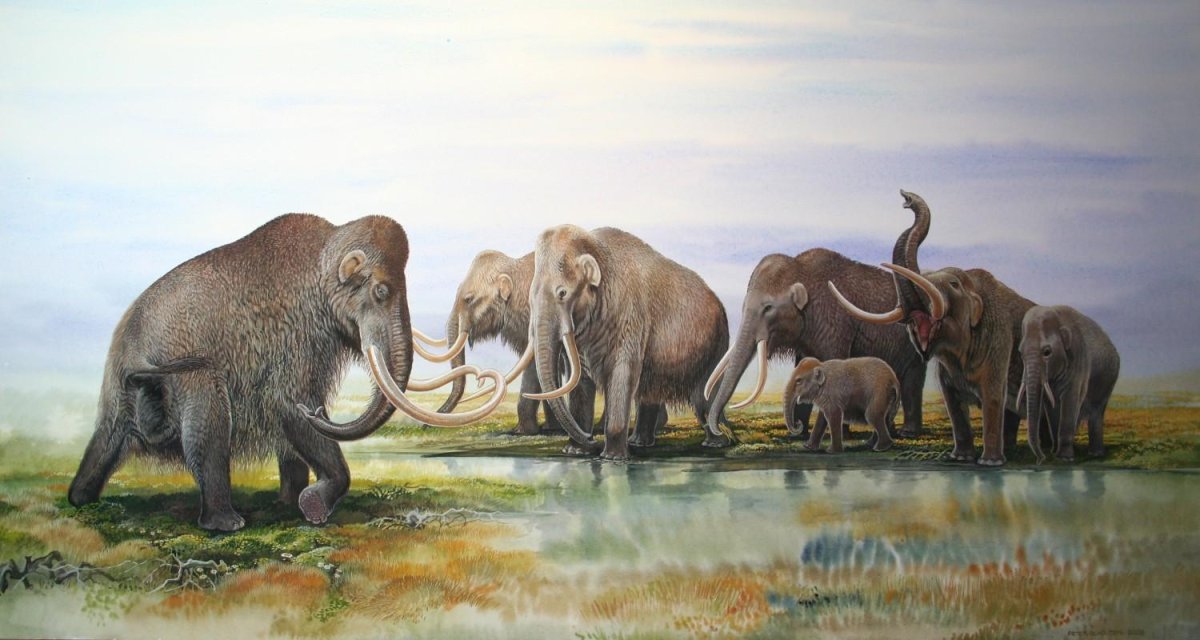 Кайнозойская мегафауна