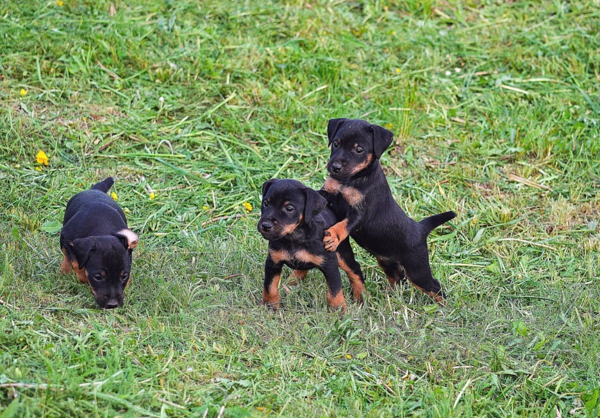 Немецкий охотничий терьер Ягдтерьер