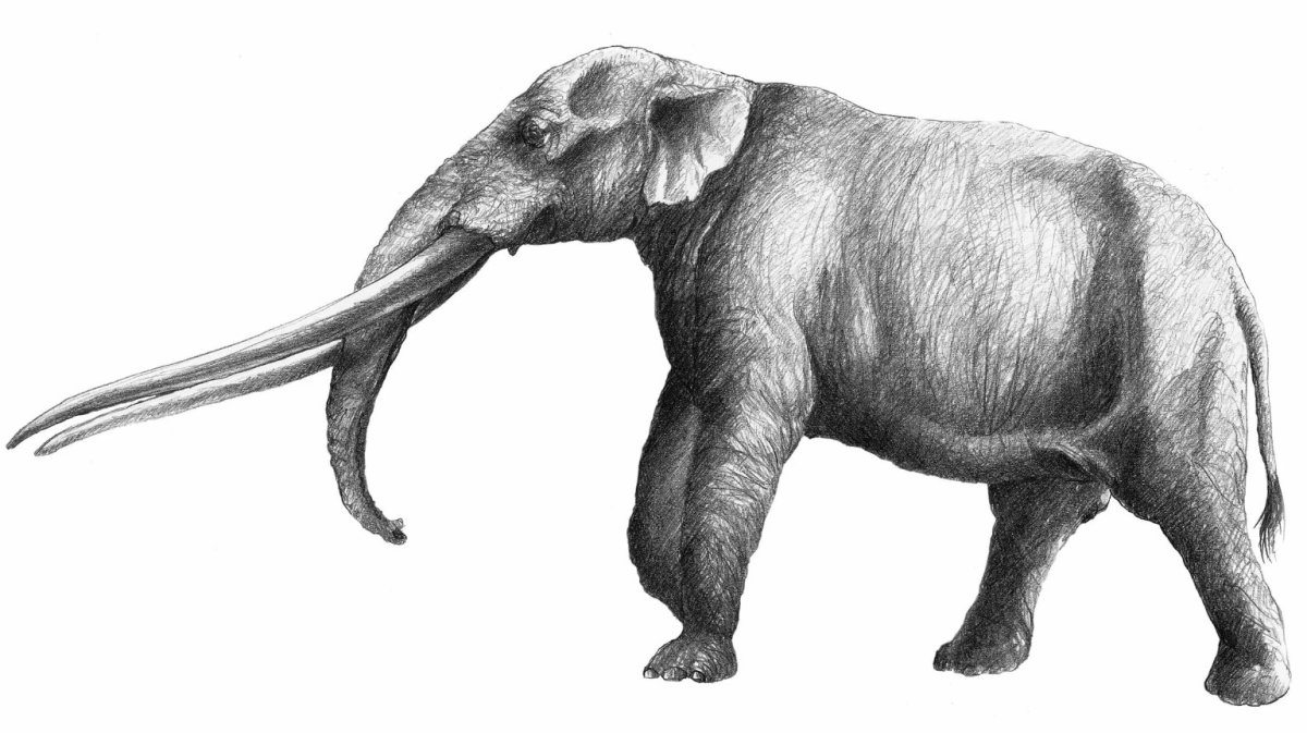 Мамонт мастодонт и слон