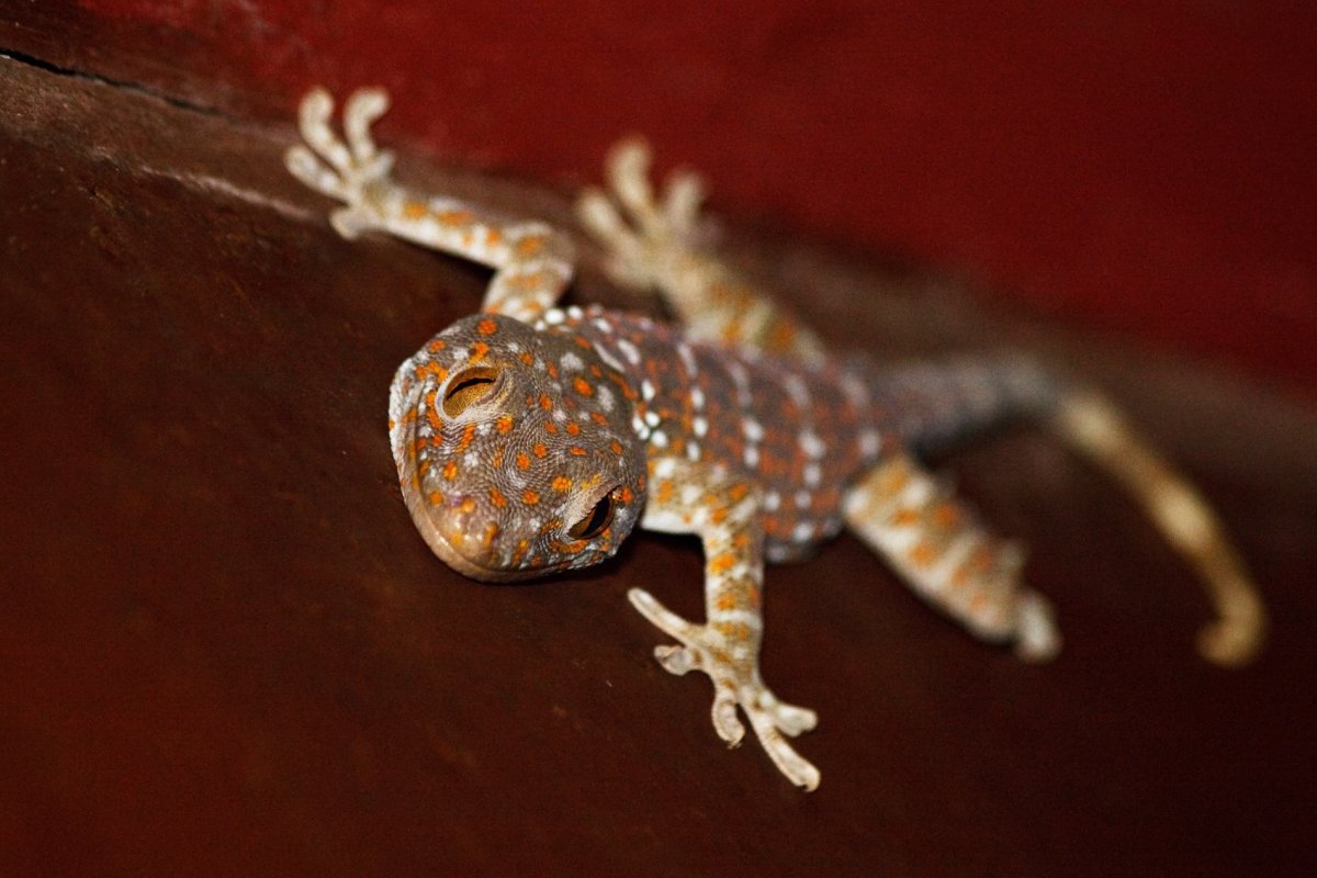 Породы гекона на букву т