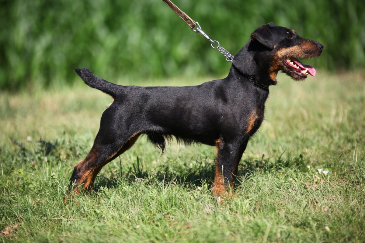 Немецкий охотничий терьер Ягдтерьер