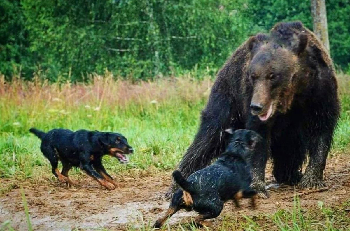 Як терьер собака