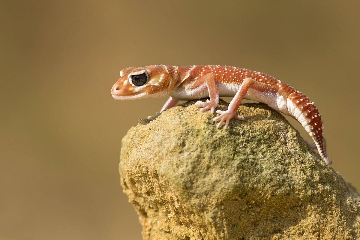 Крысохвостые Гекконы