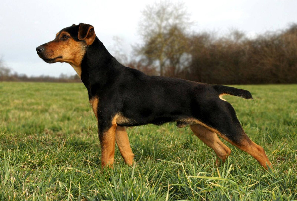 Немецкий охотничий Ягдтерьер