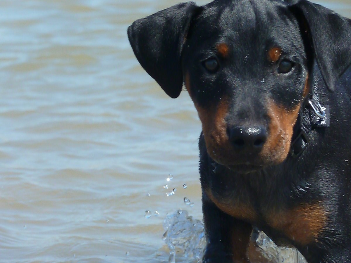 Паттердейл терьер