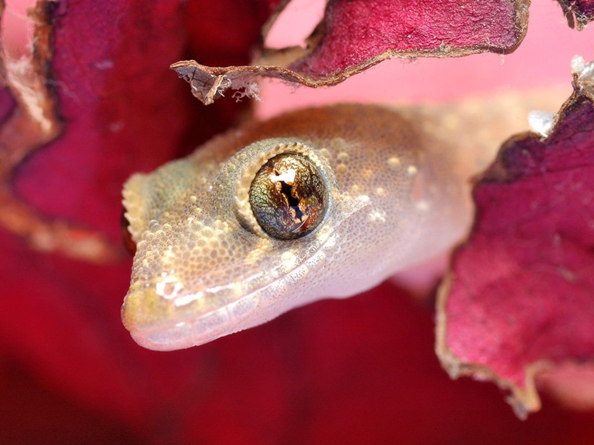 Листохвостый геккон