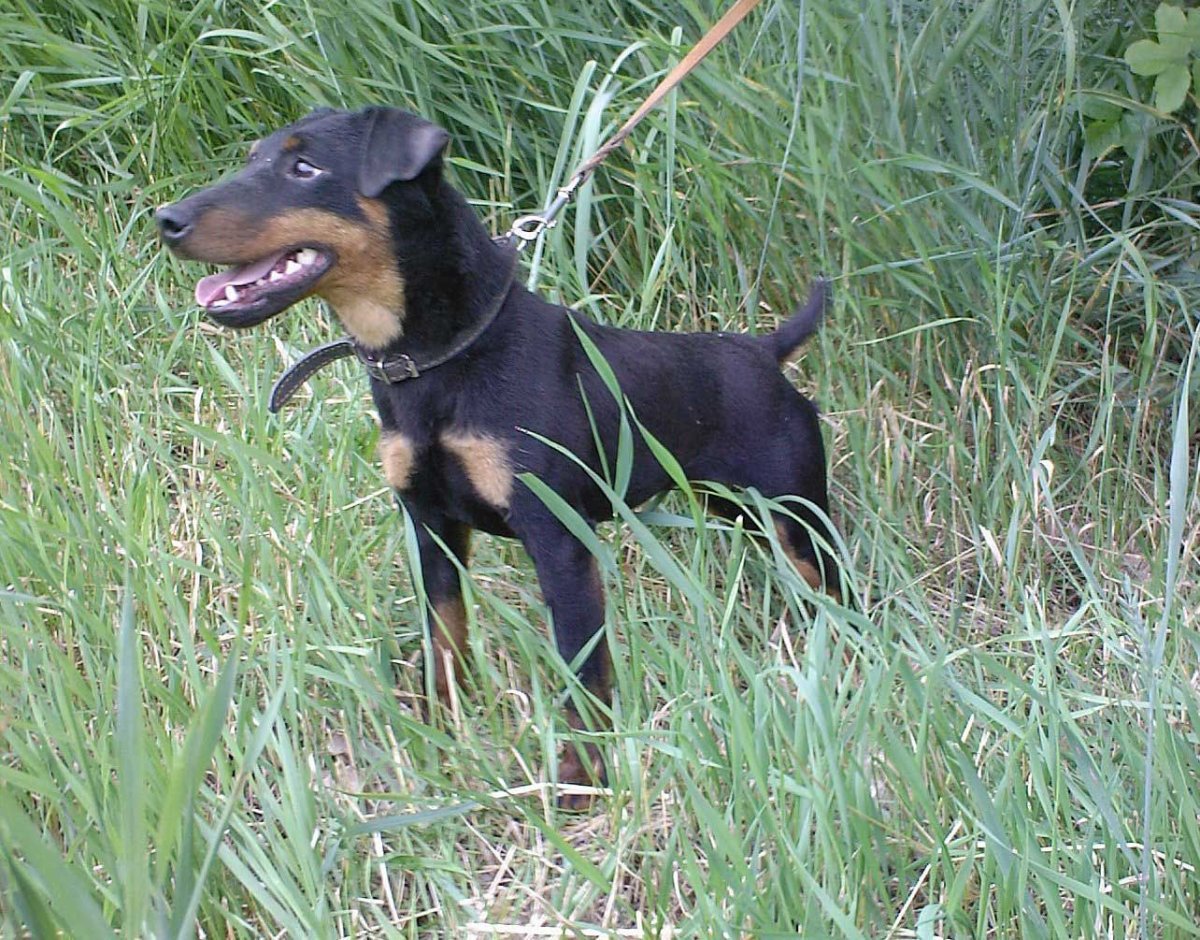 Ягдтерьер гладкошерстный