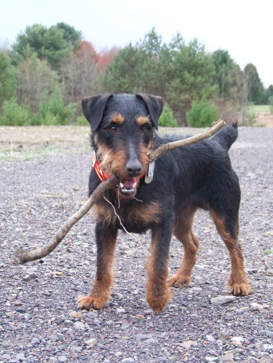 Немецкий охотничий терьер