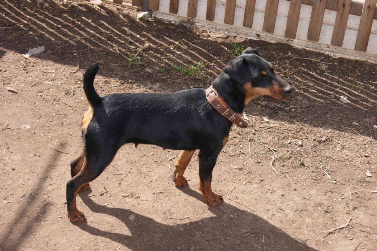 Немецкий Ягдтерьер гладкошерстный