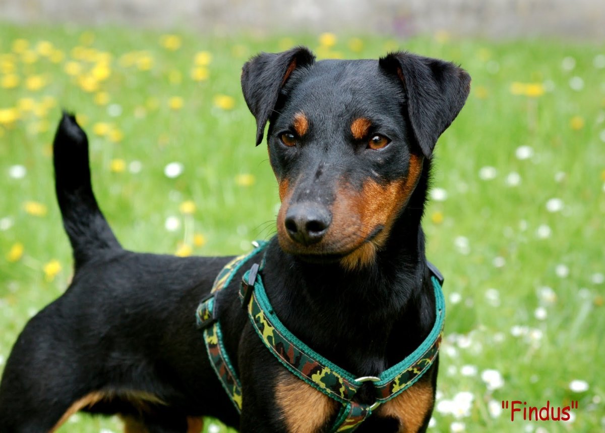 Немецкий Ягдтерьер гладкошерстный