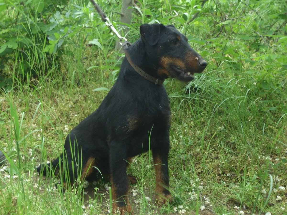 Ягдтерьер жесткошерстный