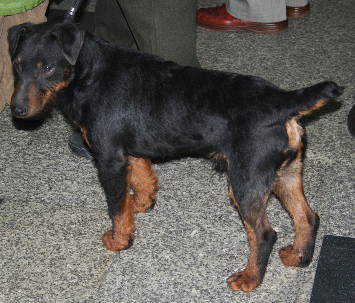 Немецкий Ягдтерьер терьеры