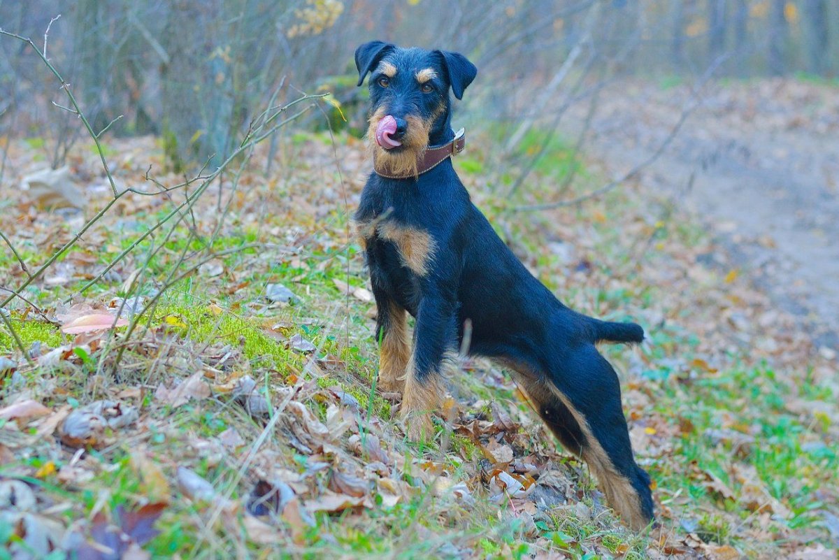 Немецкий Ягдтерьер