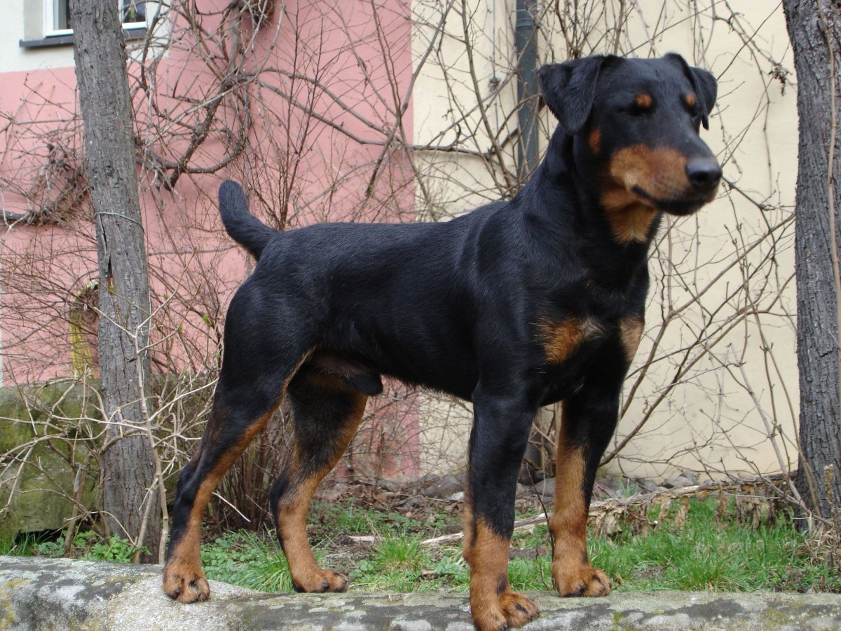 Немецкий Ягдтерьер