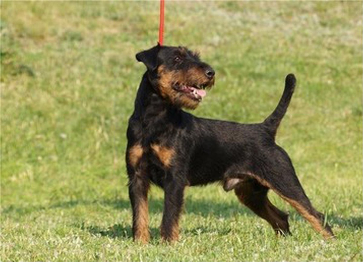 Ягдтерьер жесткошерстный