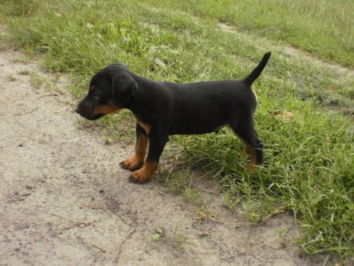 Немецкий Ягдтерьер щенок 1 месяц