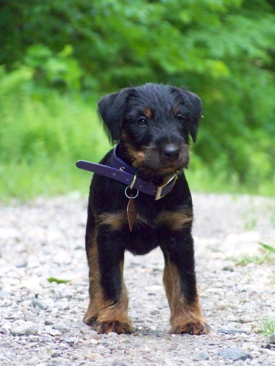 Ягдтерьер жесткошерстный