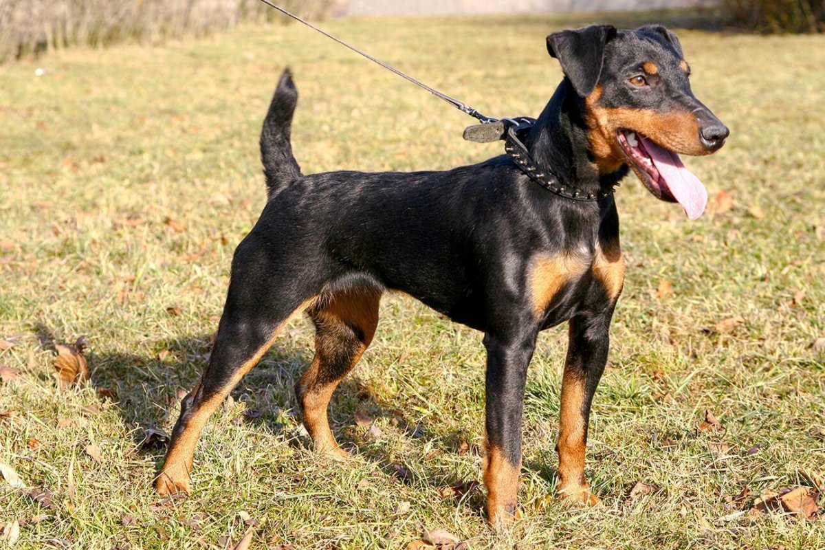 Ягдтерьер жесткошерстный гладкошерстный