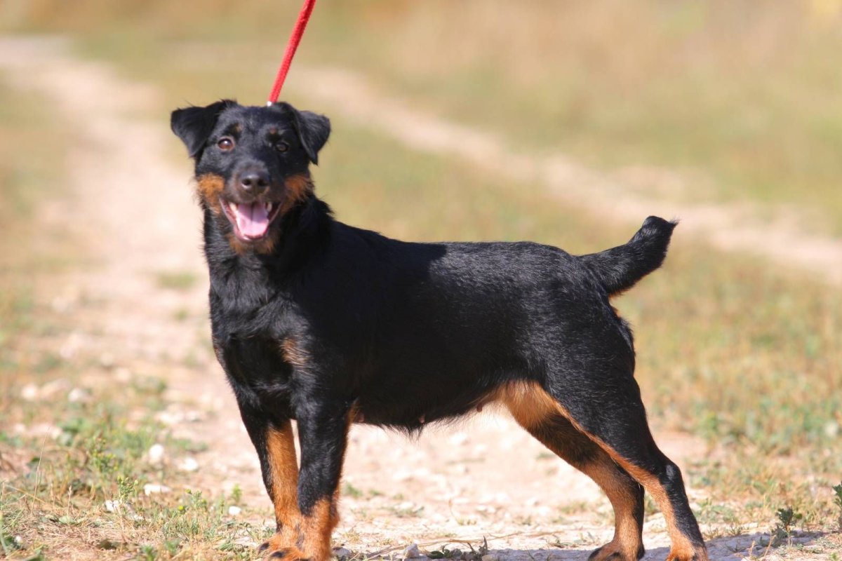 Ягдтерьер гладкошерстный