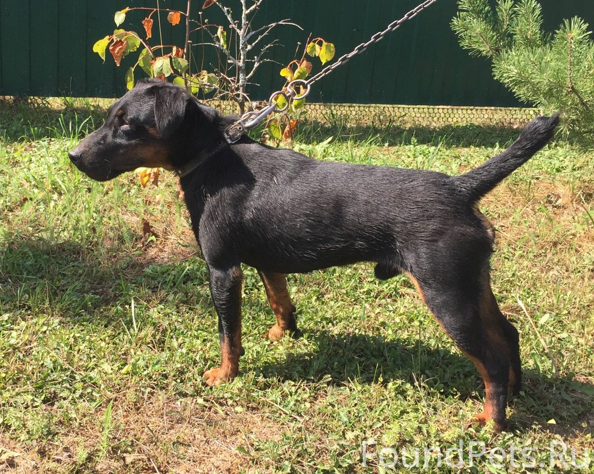 Ягдтерьер черный гладкошерстный