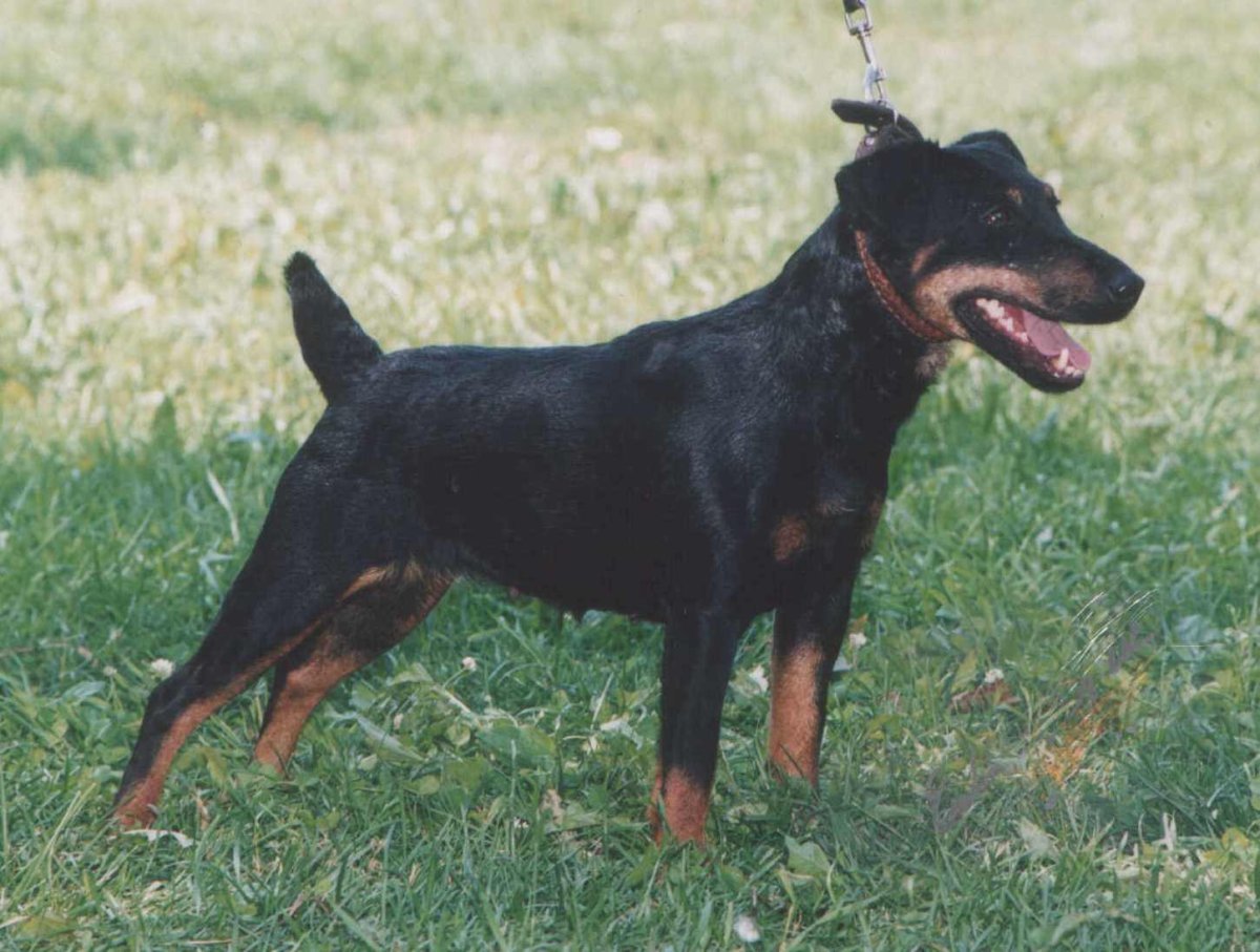 Ягдтерьер жесткошерстный