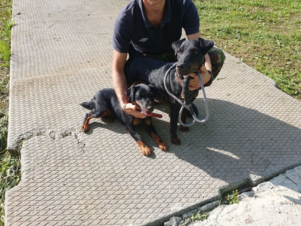 Карликовый пинчер с человеком