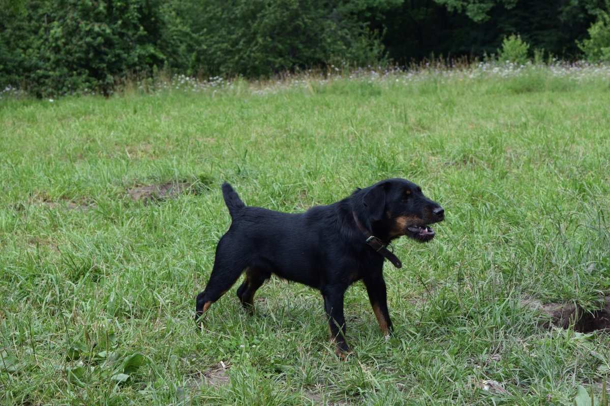 Ягдтерьер черный