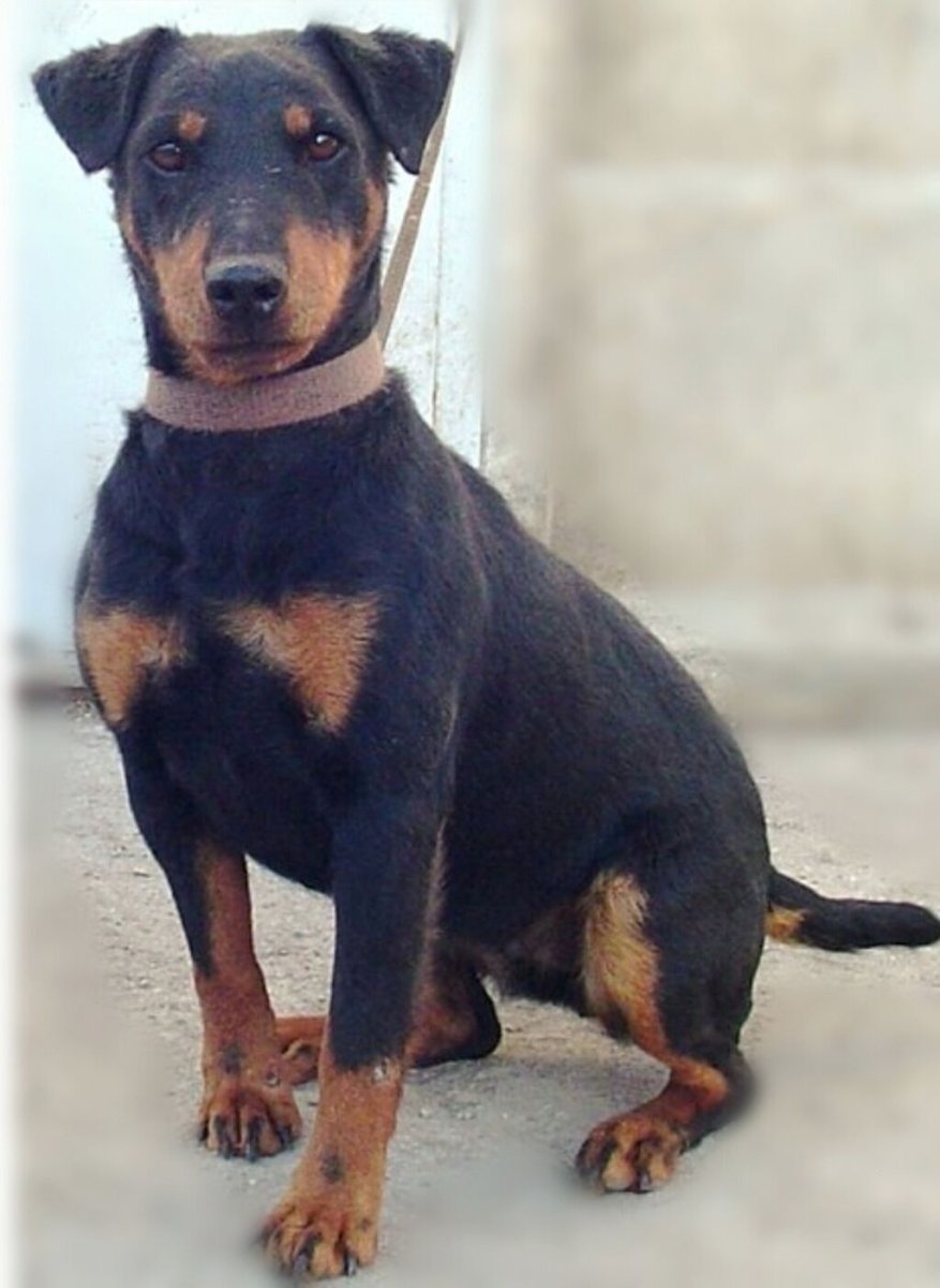 Ягдтерьер гладкошерстный