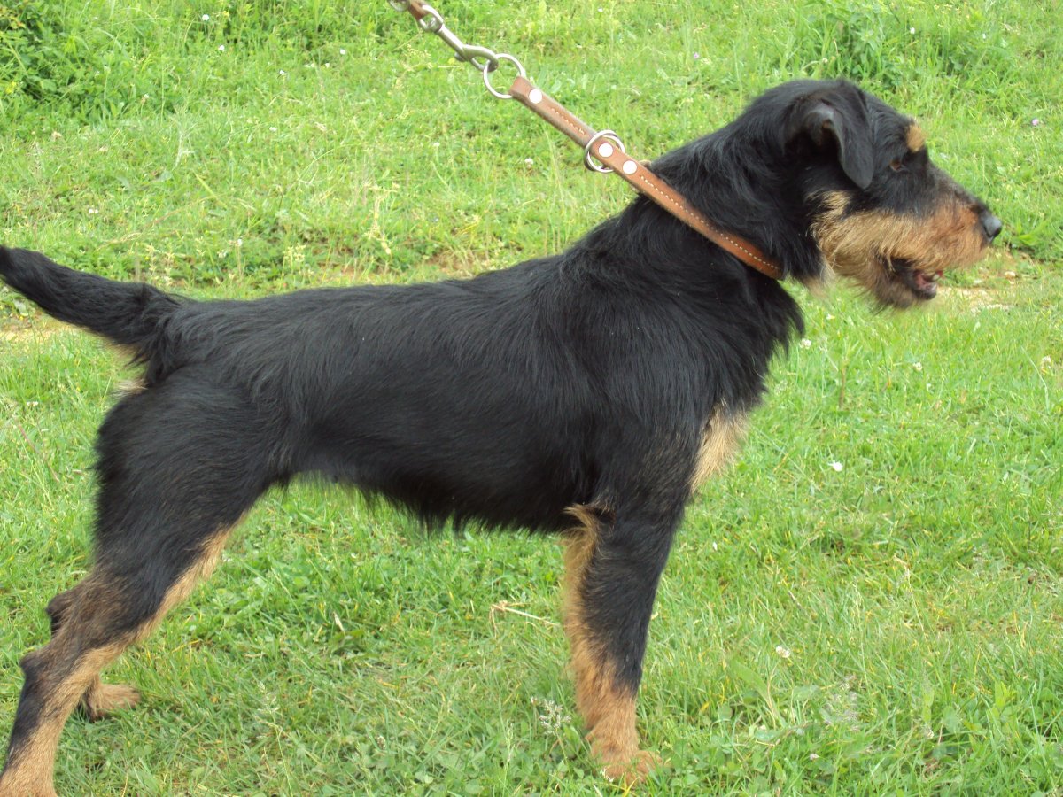 Ягдтерьер жесткошерстный