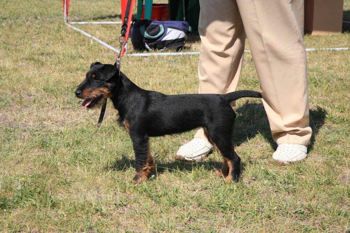 Як терьер и Доберман