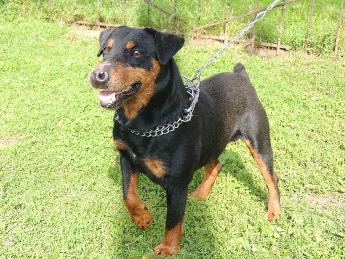 Немецкий Ягдтерьер гладкошерстный