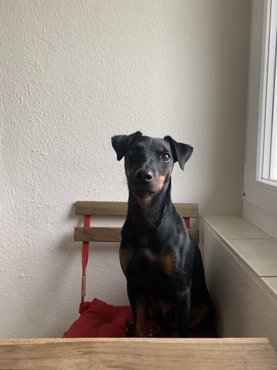 Яктереры собаки