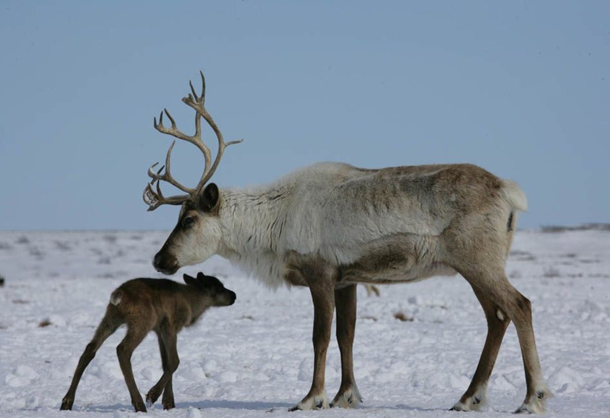 Дикий Северный олень