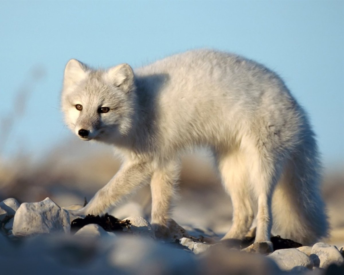 Жемчужный песец